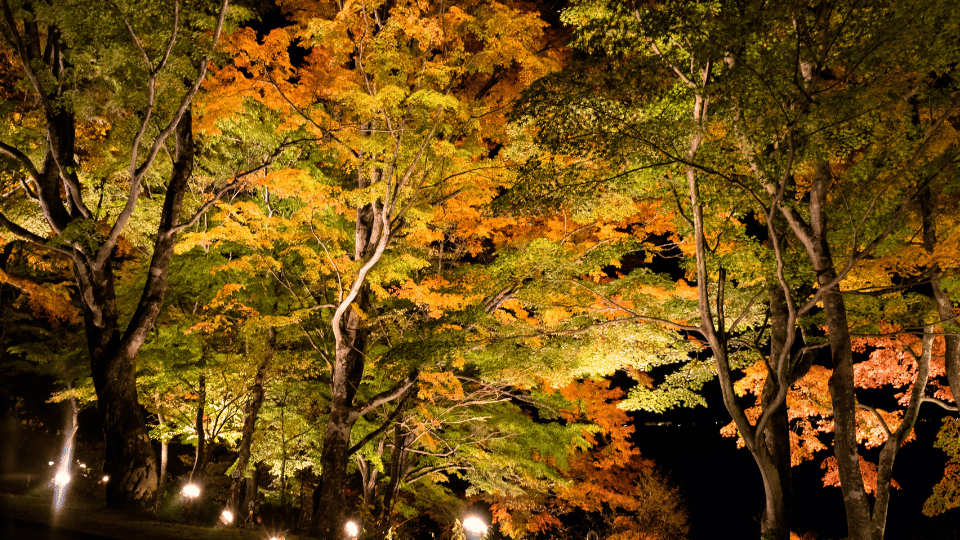 autumn-leaves-yamanakako-3