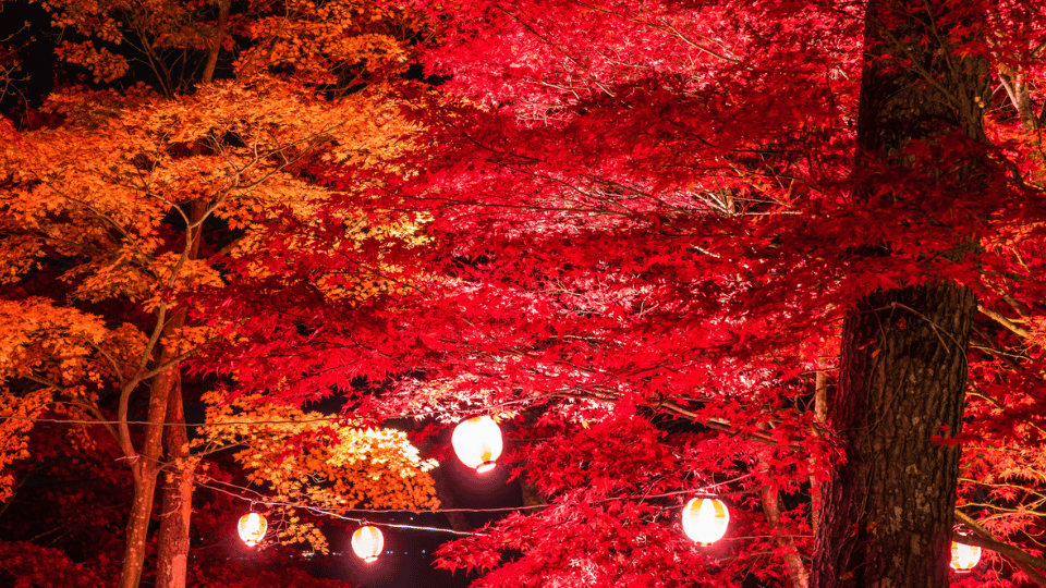 autumn-leaves-yamanakako-4