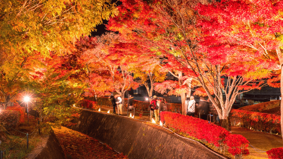 autumn-leaves-yamanakako-5