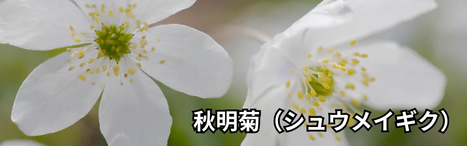 秋明菊（シュウメイギク）